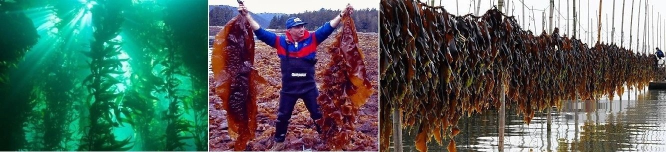 ТЕХНОЛОГИИ ЗА ЕВТИН ДОБИВ НА ИНЖЕНЕРНА БИОМАСА, БИОГОРИВА, ХРАНИ, МАТЕРИАЛИ