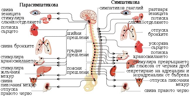 Възстановяване на баланса на симпатиковата  и парасимпатиковата нервана системи | ЕЛЕКТРОПУНКТУРА