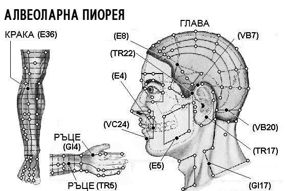 АЛВЕОЛАРНА ПИОРЕЯ | ЕЛЕКТРОПУНКТУРА