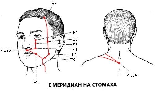 МЕРИДИАН НА СТОМАХА / Е / | ЕЛЕКТРОПУНКТУРА