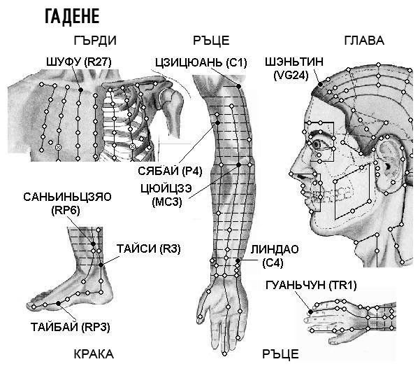 ГАДЕНЕ | ЕЛЕКТРОПУНКТУРА
