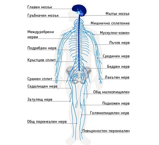 ПЕРИФЕРНА НЕРВНА СИСТЕМА | ЕЛЕКТРОПУНКТУРА
