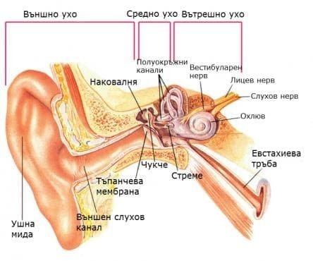 ЧОВЕКЪТ КАТО ЕЛЕКТРИЧЕСКА СИСТЕМА 2 ЧАСТ | ЕЛЕКТРОПУНКТУРА