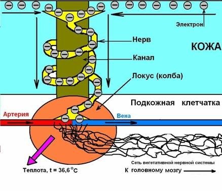 МЕТОДИКА ЗА ТЕРАПИЯ ПО ЛЕДНЕВ | ЕЛЕКТРОПУНКТУРА