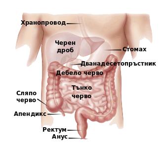 АПЕНДИЦИТ | ЕЛЕКТРОПУНКТУРА