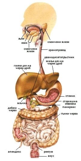 ХРАНОСМИЛАТЕЛНА СИСТЕМА | ЕЛЕКТРОПУНКТУРА