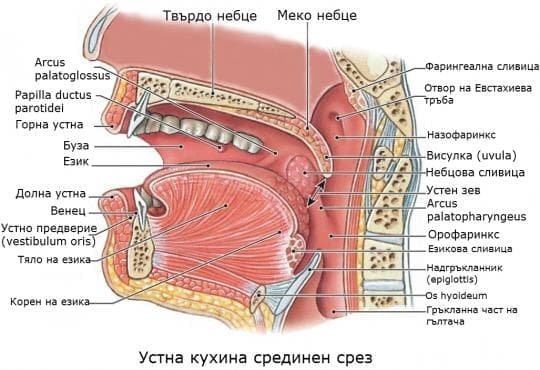 ЗАБОЛЯВАНИЯ НА УСТНАТА КУХИНА | ЕЛЕКТРОПУНКТУРА