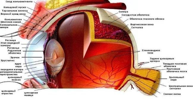 ЗАБОЛЯВАНИЯ НА ОЧИТЕ | ЕЛЕКТРОПУНКТУРА