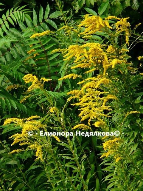 Златна пръчица (Solidago virga-aurea) - природен съюзник за здравето на бъбреците и пикочните пътища | Магическо биле