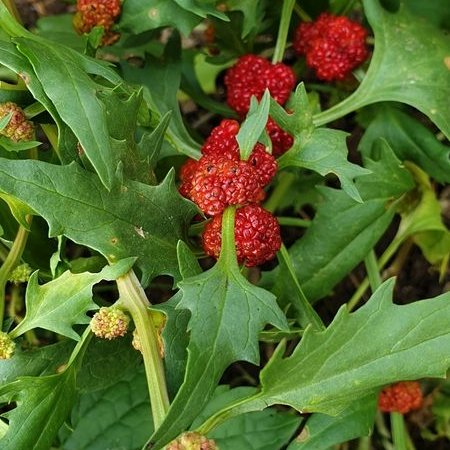 Гърличе (Chenopodium foliosum/Chenopodium virgatum) алкохолен извлек (с клетъчен комплекс, който подпомага клетъчната регенерация) - 50 мл