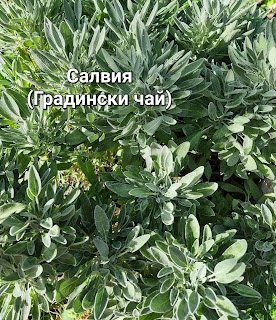 Билков сироп "Мамина грижа" - лечебна алхимия за тялото и душата | Магическо биле