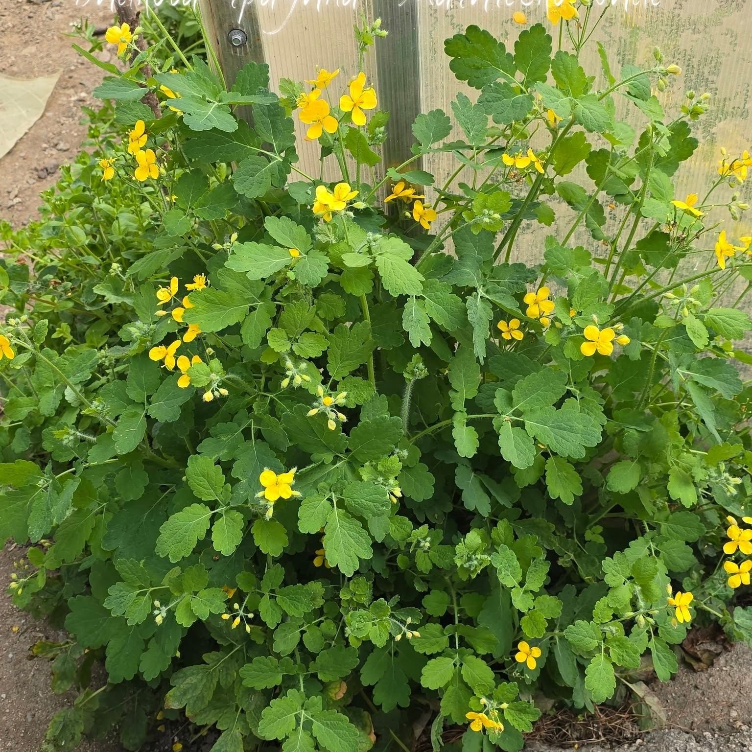 Змийско мляко (Chelidonium majus L.) маслен извлек - 60 мл (по заявка на клиента)