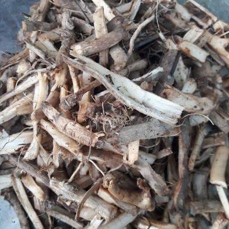 Бъзак, Тревист бъз (Sambucus ebulus) корени - 100 грама (по заявка на клиента)