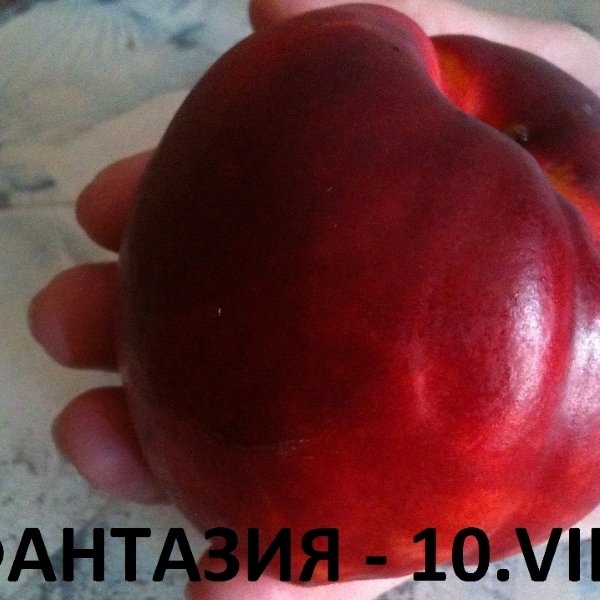 ПРАСКОВИ