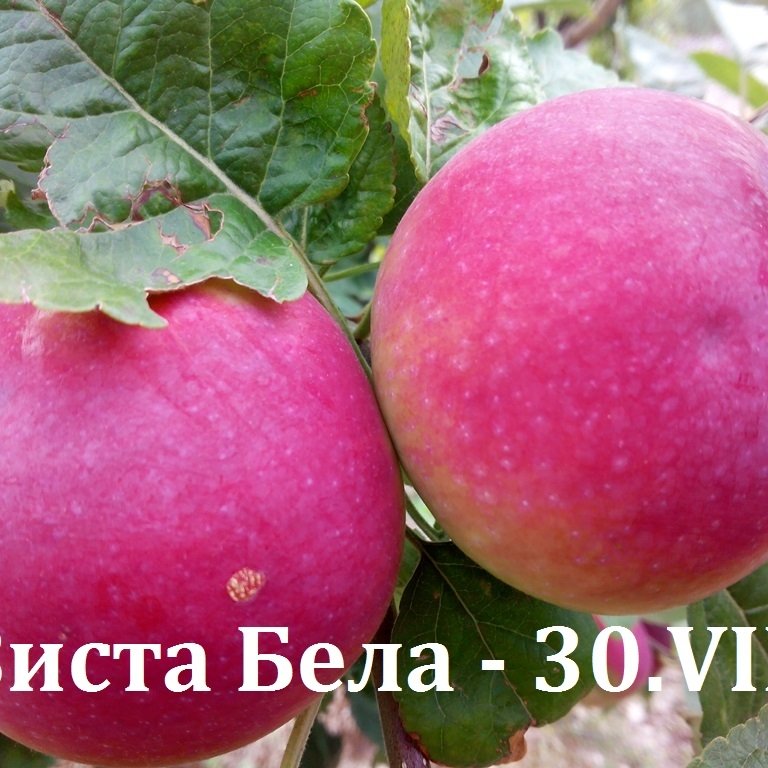 ЯБЪЛКИ