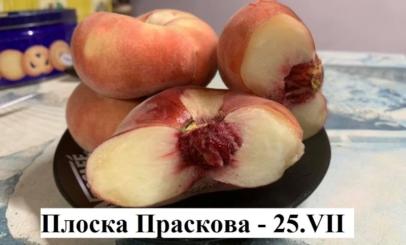 ПЛОСКА ПРАСКОВА