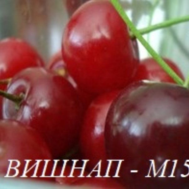 ЧЕРЕШИ