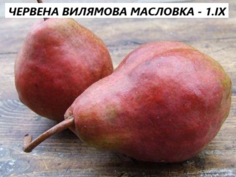 ЧЕРВЕНА ВИЛЯМОВА МАСЛОВКА