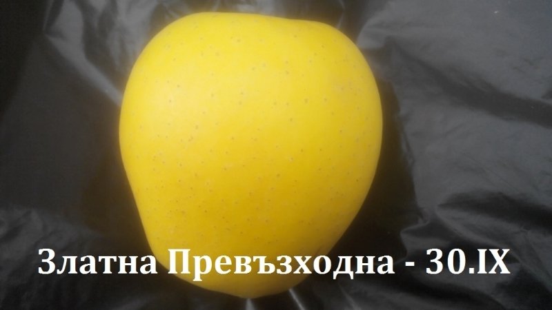 ЗЛАТНА ПРЕВЪЗХОДНА