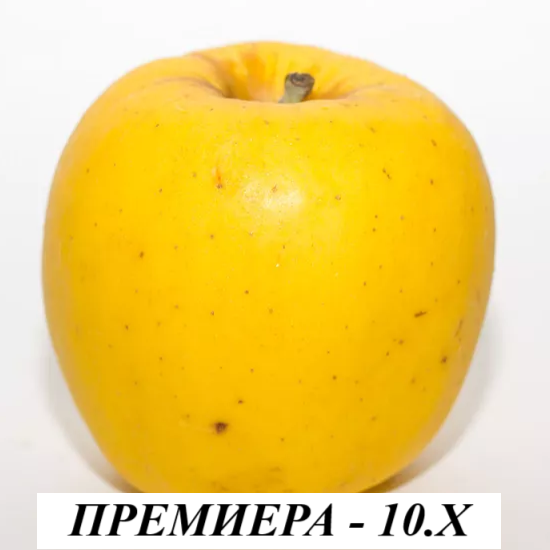 ЯБЪЛКИ