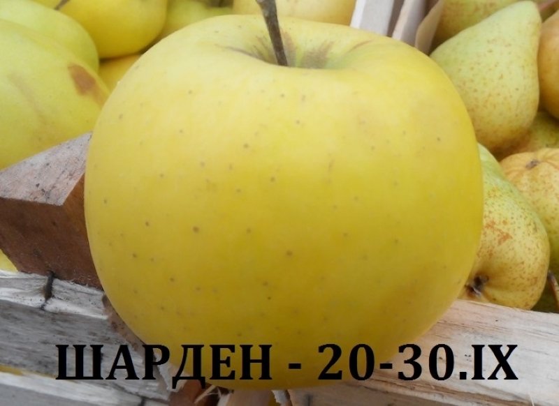 ШАРДЕН