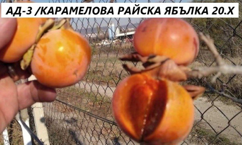 АД-3 /КАРАМЕЛ/