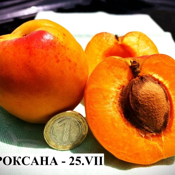 КАЙСИИ