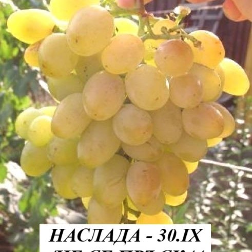 ДЕСЕРТНИ