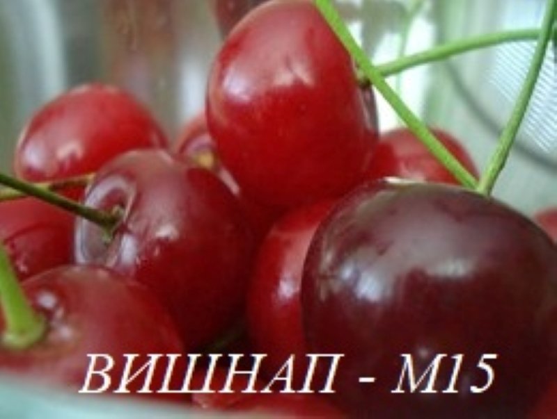 Вишнап М15