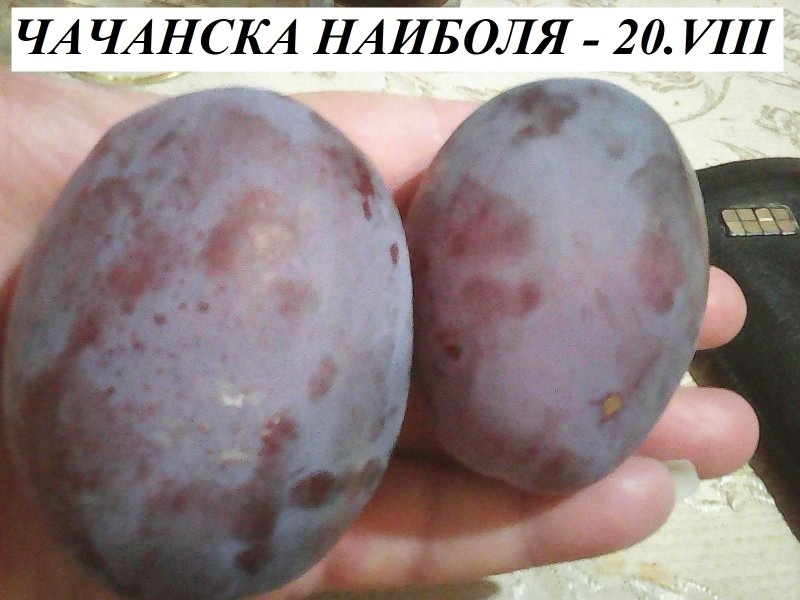 ЧАЧАНСКА НАЙБОЛЯ