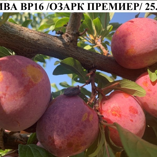 СЛИВИ