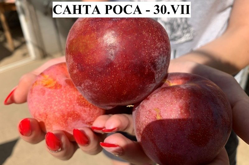 САНТА РОСА