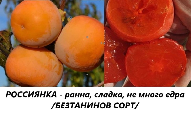 РОССИЯНКА