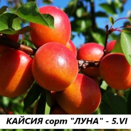 КАЙСИИ