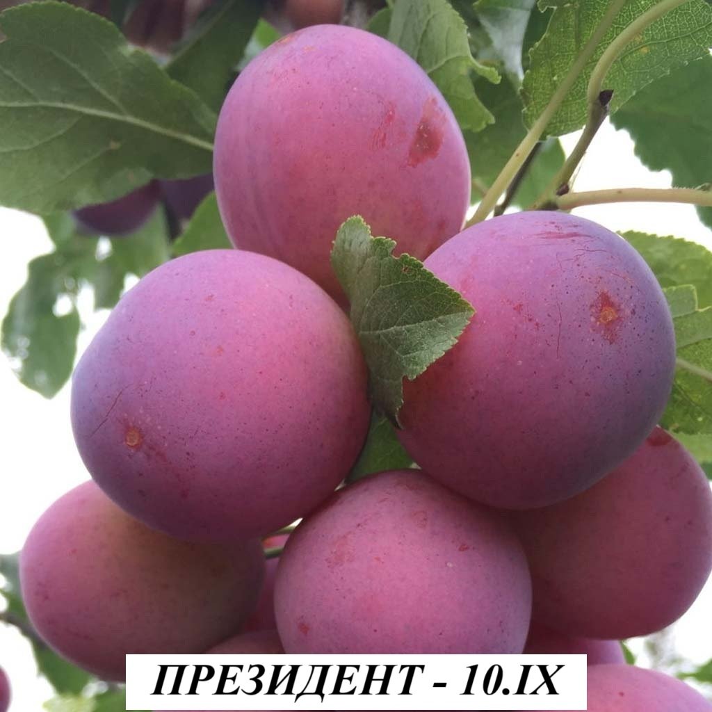 ПРЕЗИДЕНТ