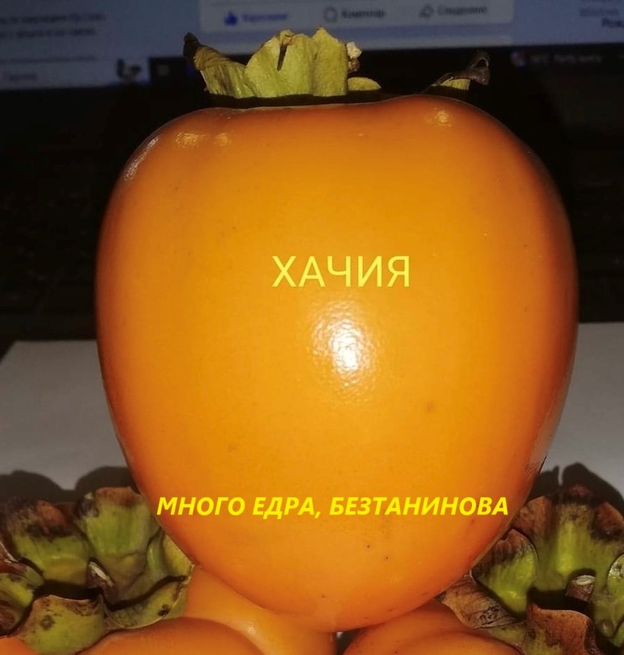 ХАЧИЯ