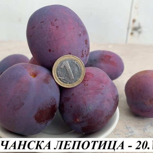 СЛИВИ