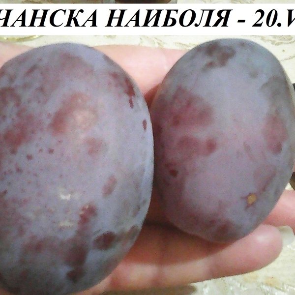 СЛИВИ