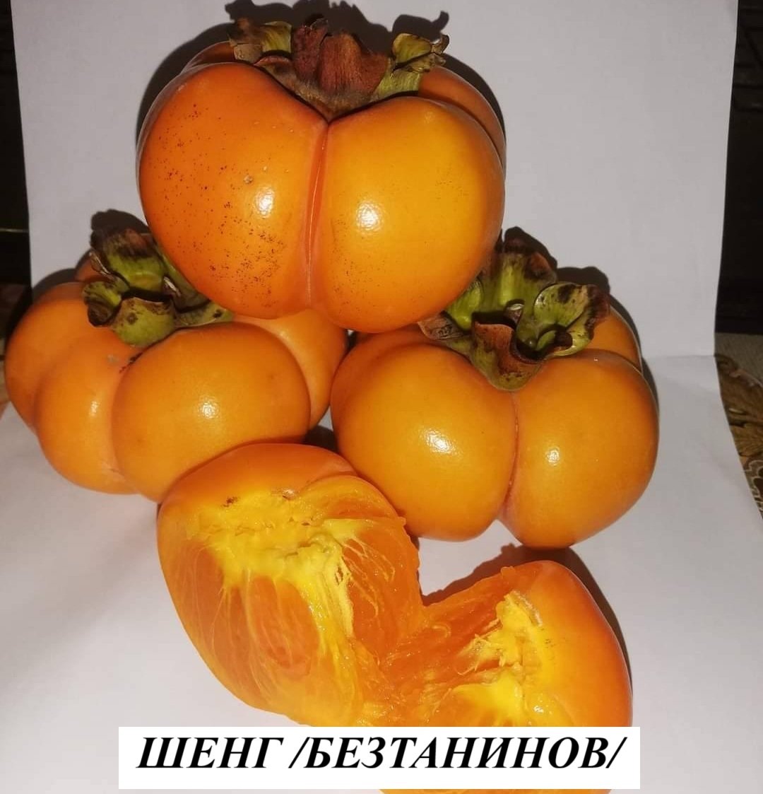ШЕНГ