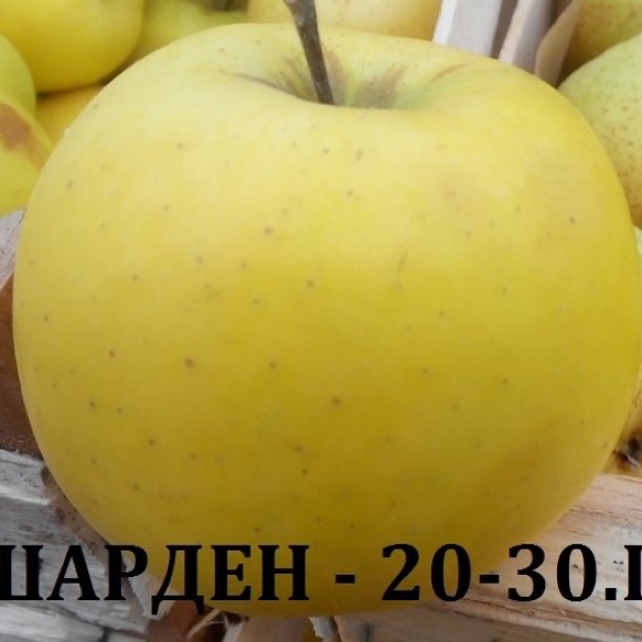ЯБЪЛКИ