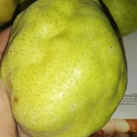 КРУШИ