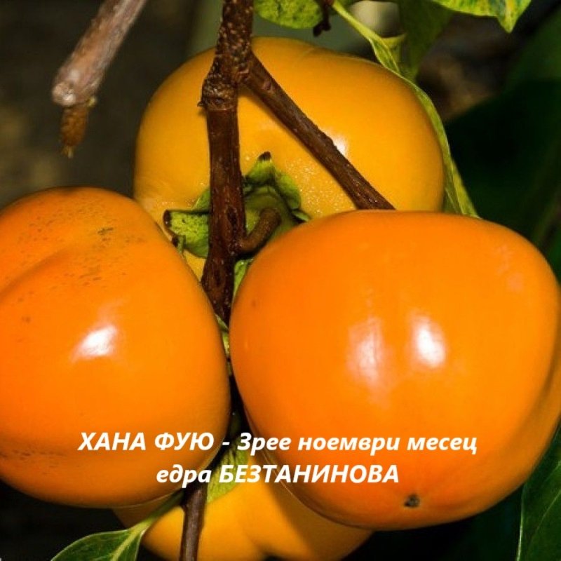 ХАНА ФУЮ