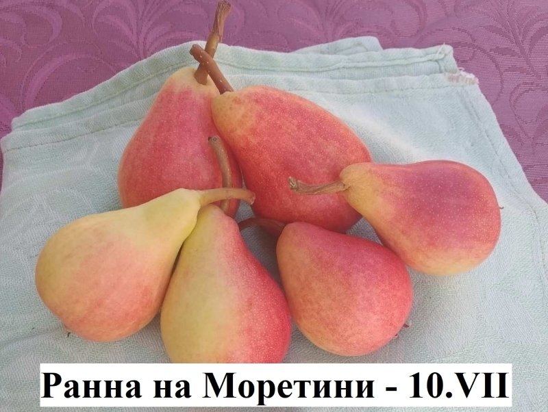 РАННА НА МОРЕТИНИ