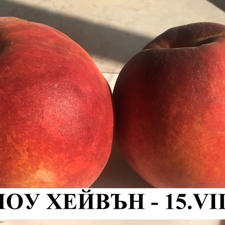 ПРАСКОВИ
