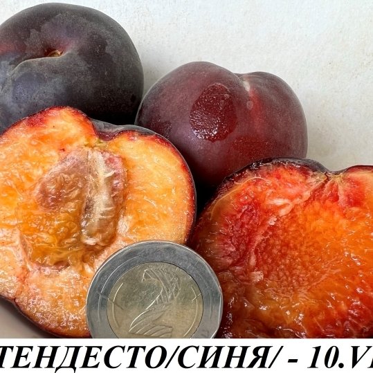 КАЙСИИ
