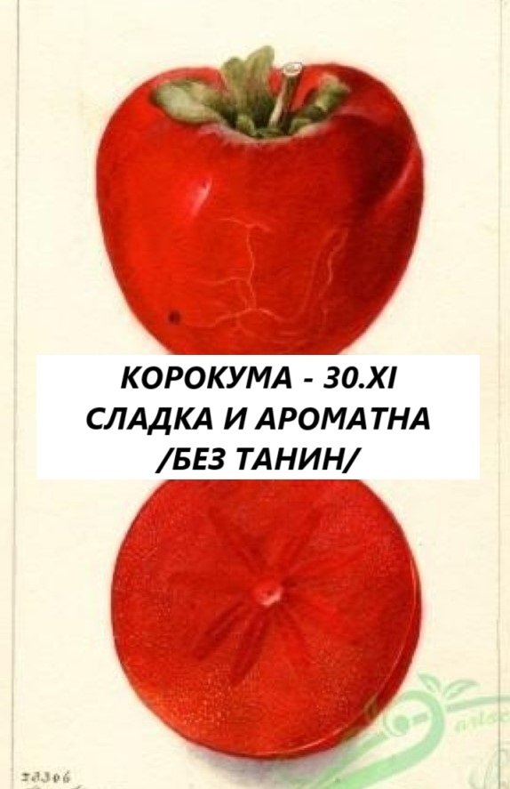 КУРО КУМА