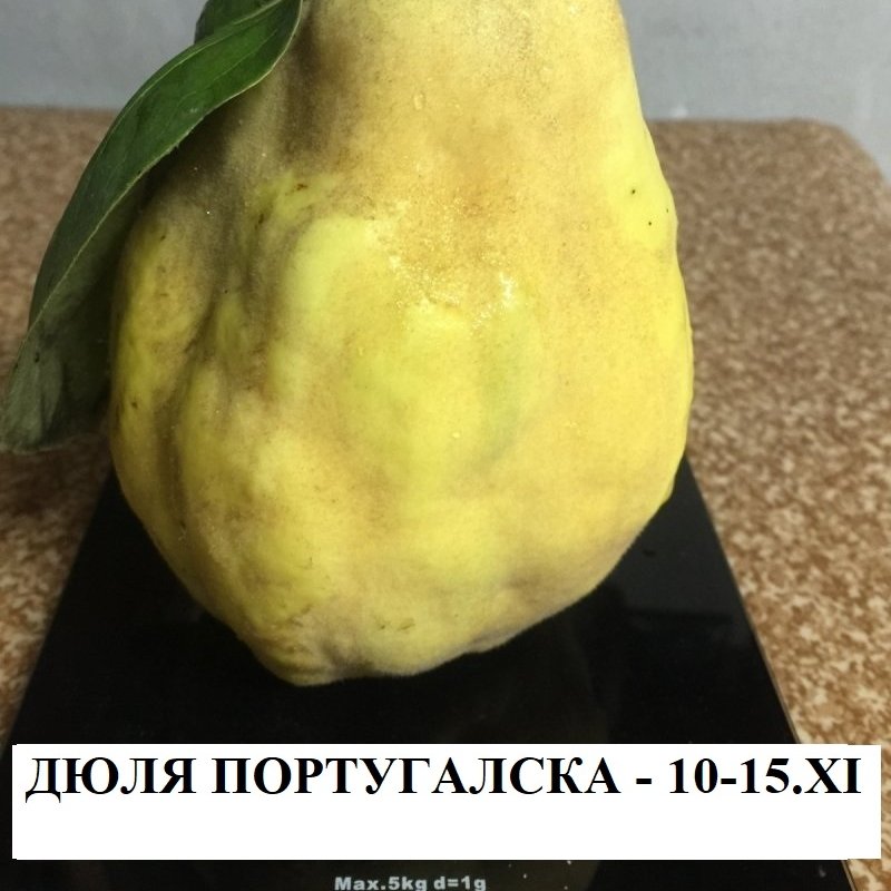 ДЮЛИ