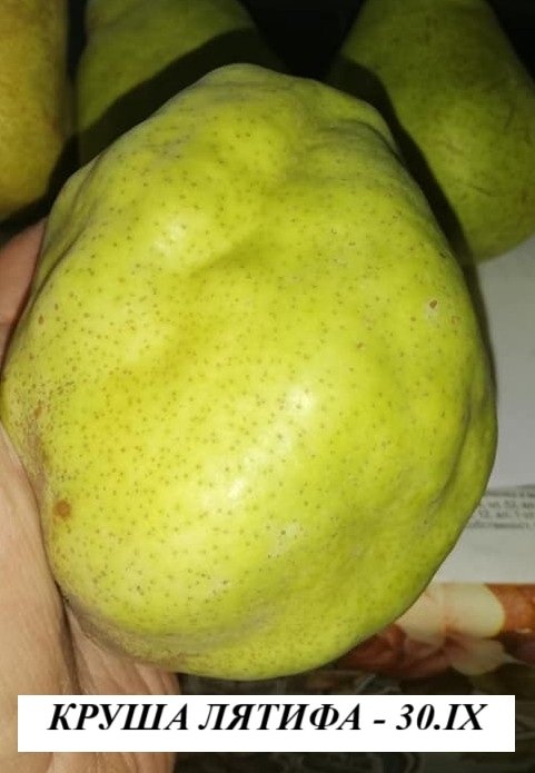 КРУША ЛЯТИФА