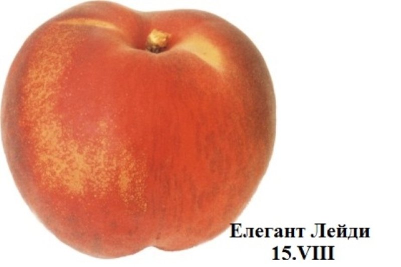 ЕЛЕГАНТ ЛЕЙДИ