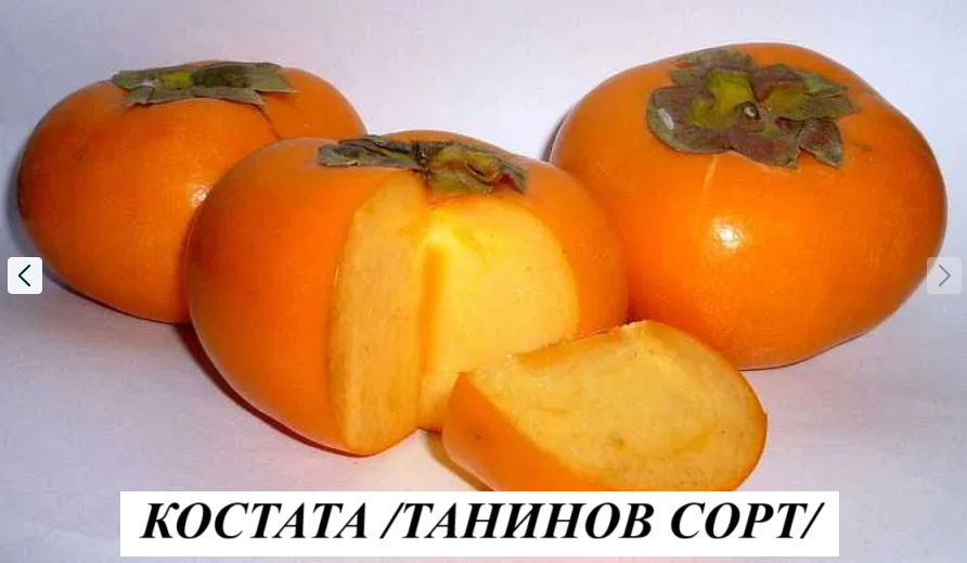 КОСТАТА